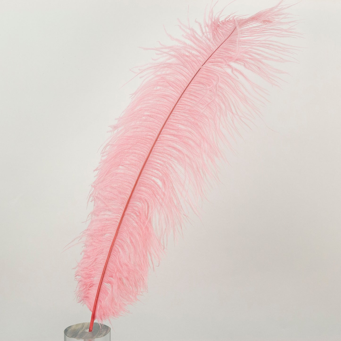 Large Ostrich Feathers - 17’’ + Drabs - Met Gala Potpourri - Ostrich Feathers