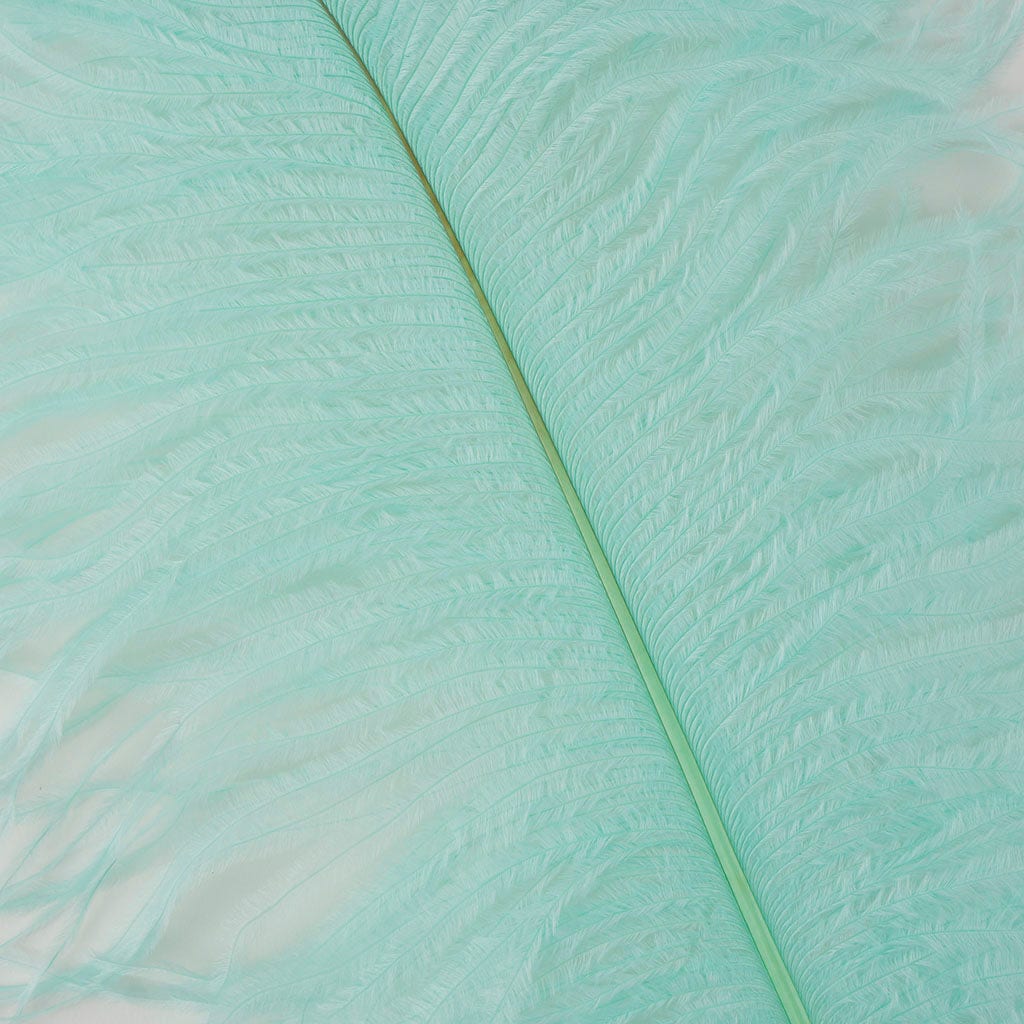 Large Ostrich Feathers - 17’’ + Drabs - Mint - Ostrich Feathers