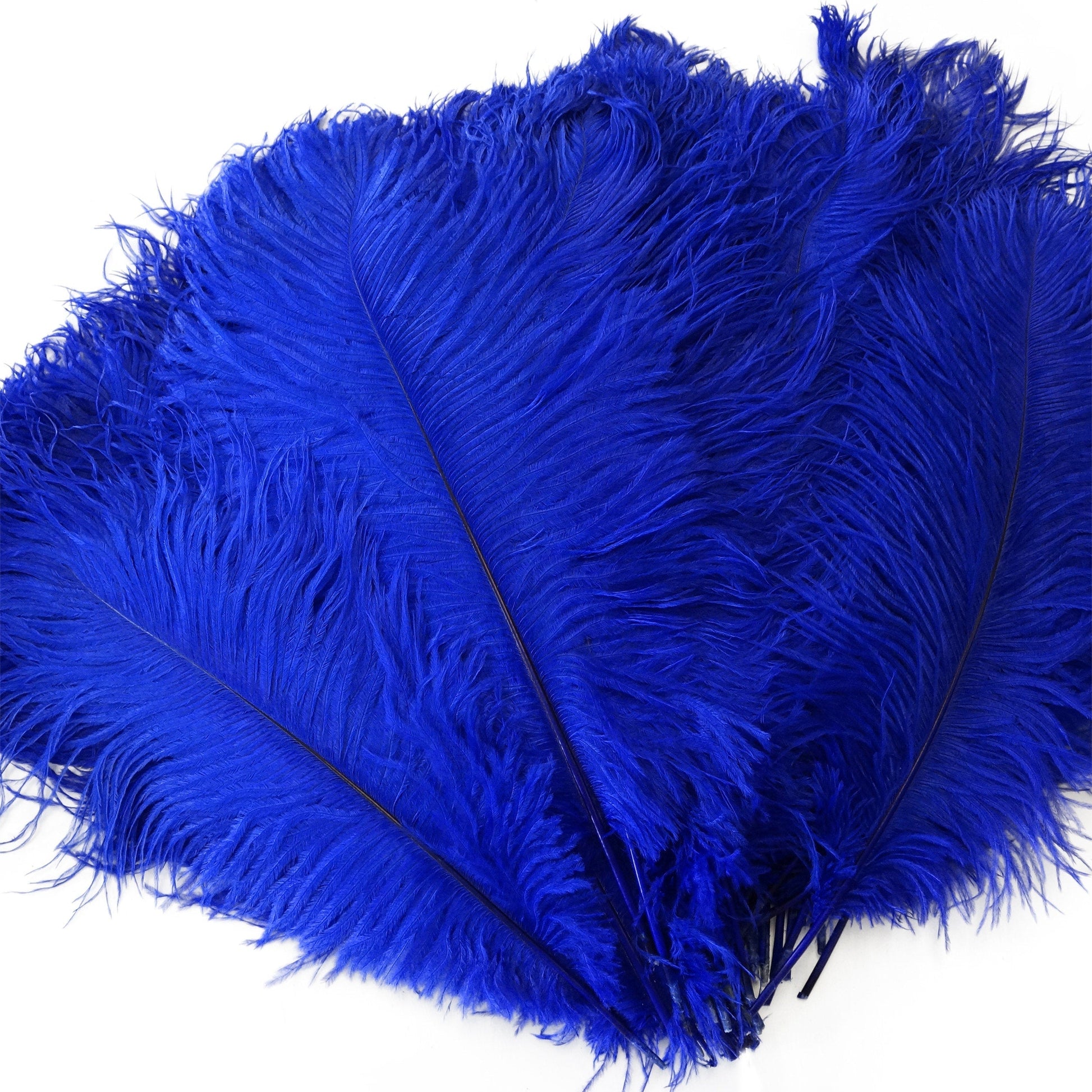 Large Ostrich Feathers - 17’’ + Drabs - Royal - Ostrich Feathers