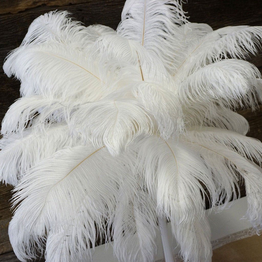 Large Ostrich Feathers - 17’’ + Drabs - White - Ostrich Feathers