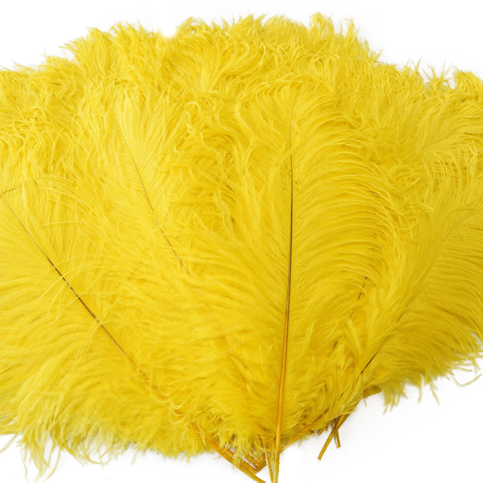 Large Ostrich Feathers - 17’’ + Drabs - Yellow - Ostrich Feathers