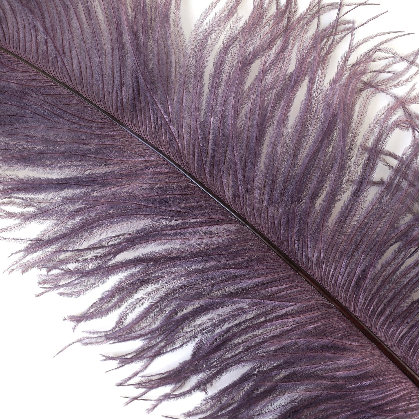 Large Ostrich Feathers - 18-24’’ Spads - Amethyst - Ostrich Feathers