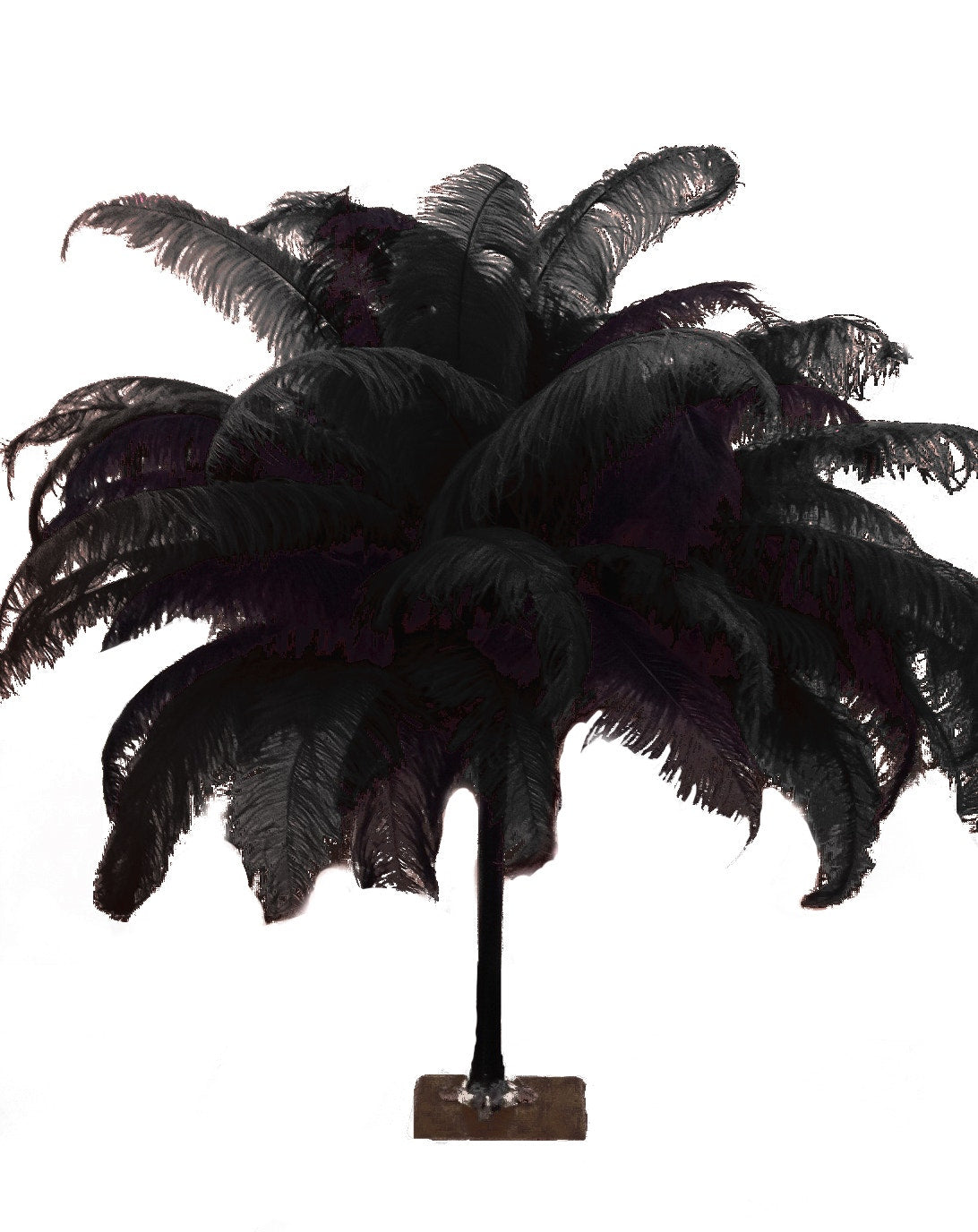 BULK 100 Black Ostrich Feathers, 6-8