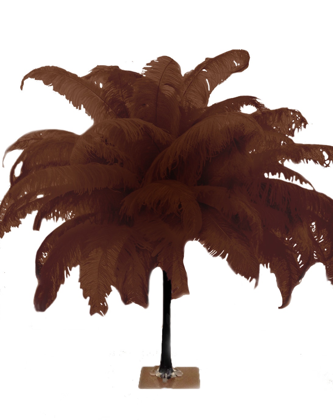 Large Ostrich Feathers - 18-24’’ Spads - Brown - Ostrich Feathers