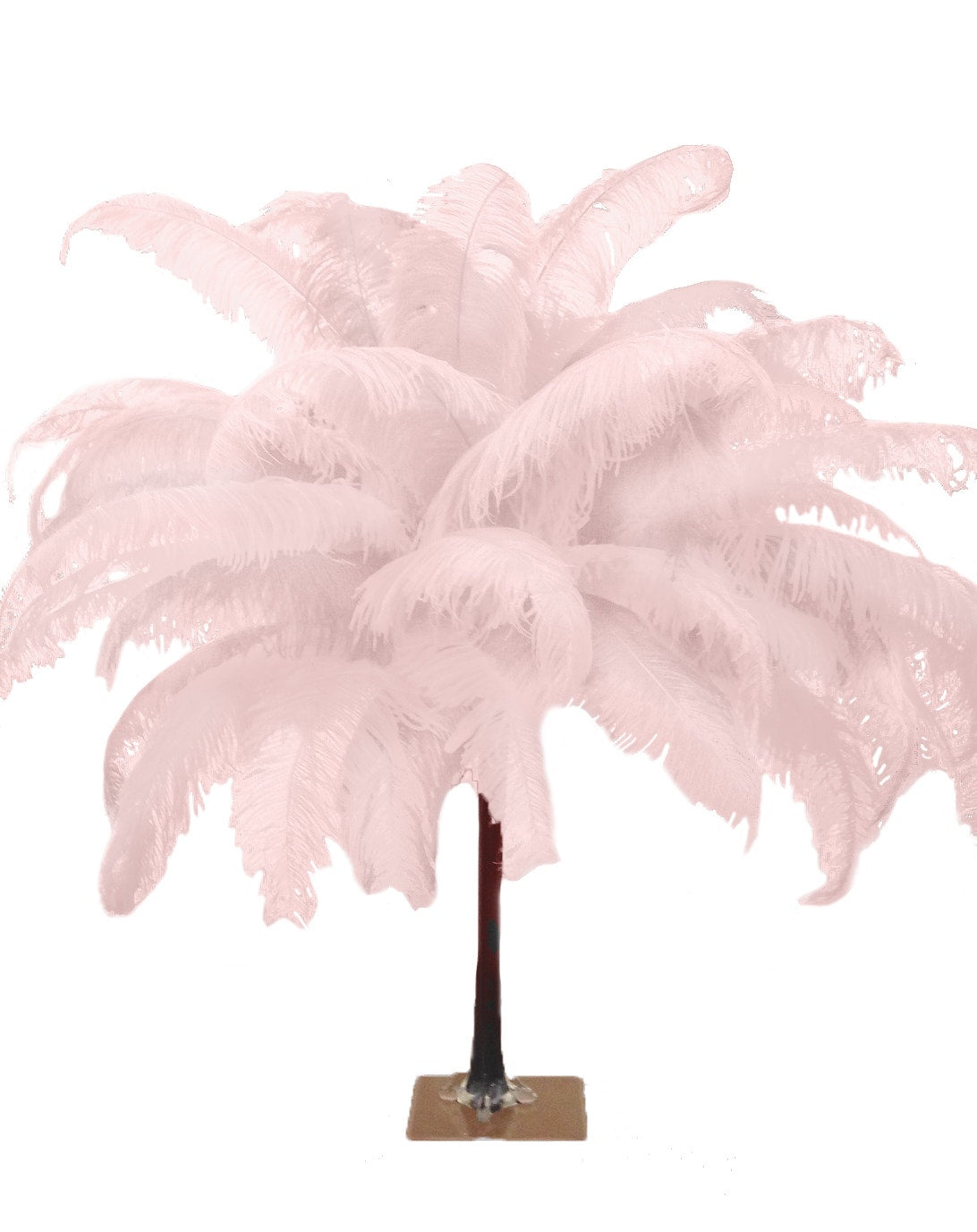 Large Ostrich Feathers - 18-24’’ Spads - Champagne - Ostrich Feathers