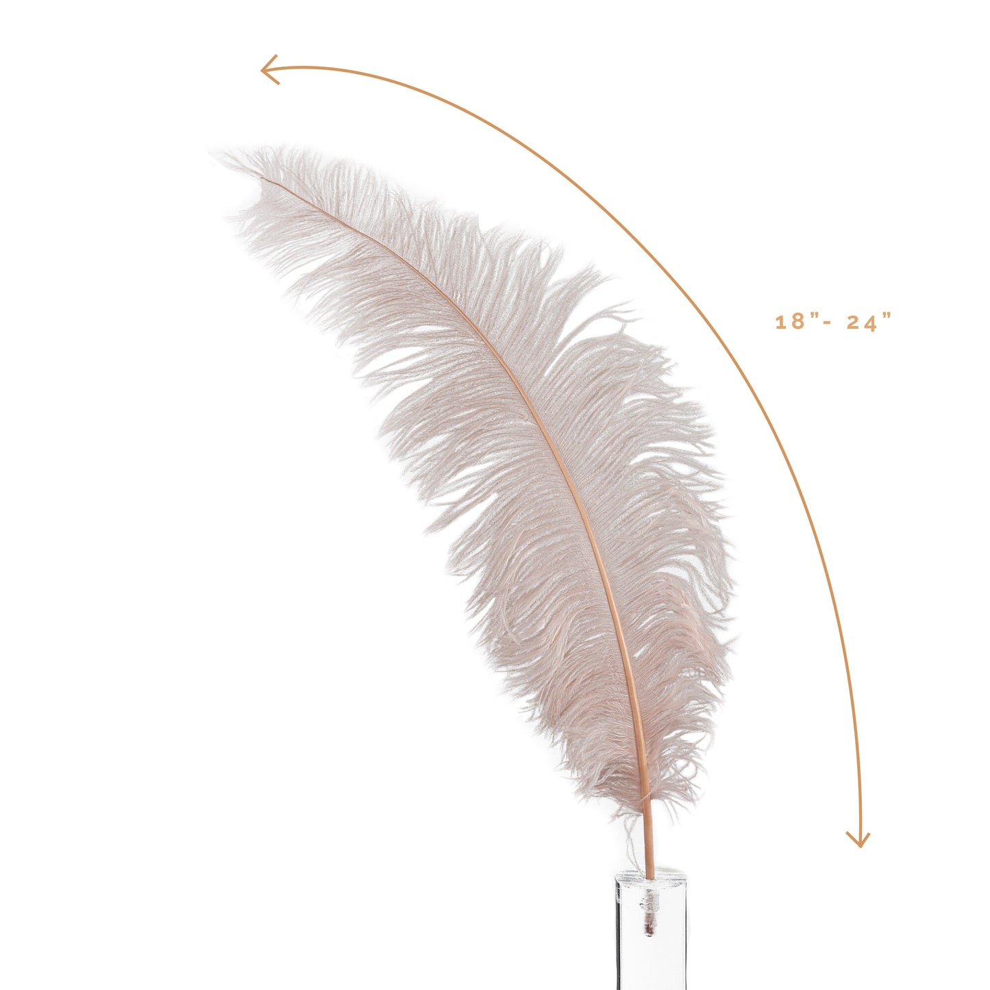 Large Ostrich Feathers - 18-24’’ Spads - Champagne - Ostrich Feathers