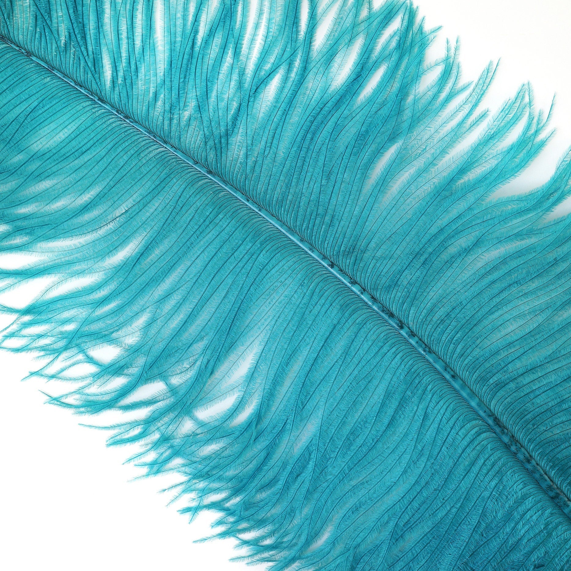 Large Ostrich Feathers - 18-24’’ Spads - Dark Aqua - Ostrich Feathers