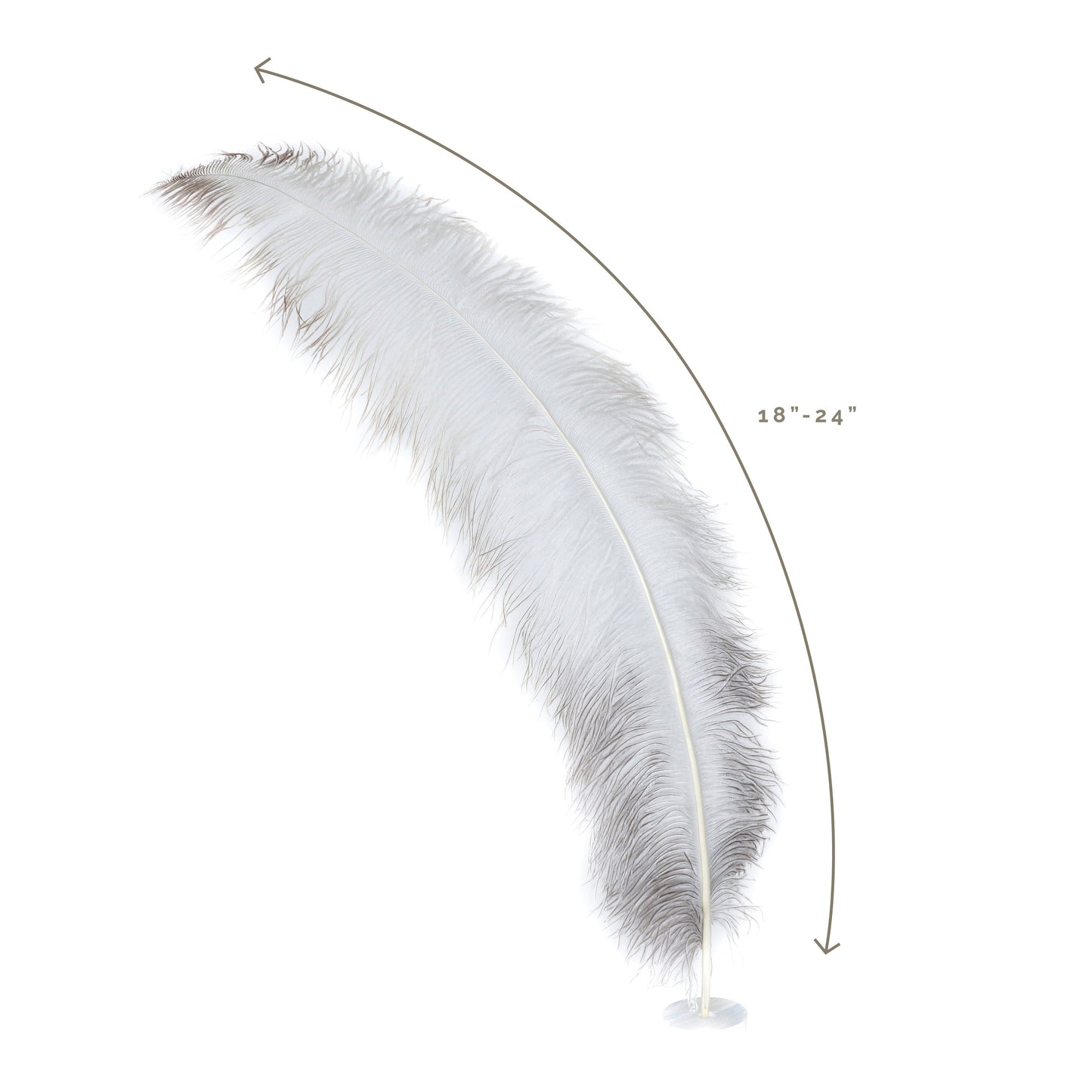 Large Ostrich Feathers - 18-24’’ Spads - Natural - Ostrich Feathers