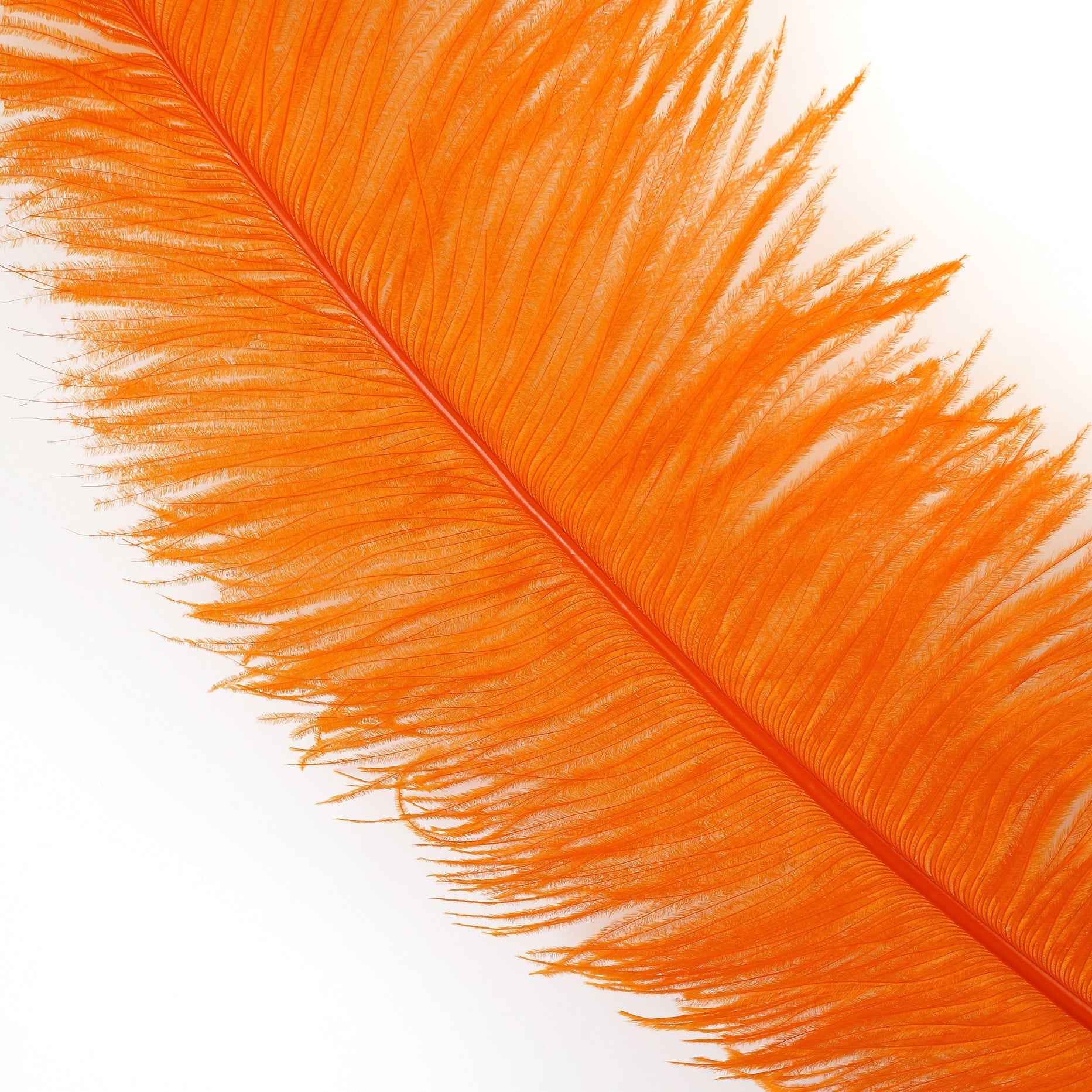 Store BULK 100 Peach Champagne Ostrich Feathers, 6-8