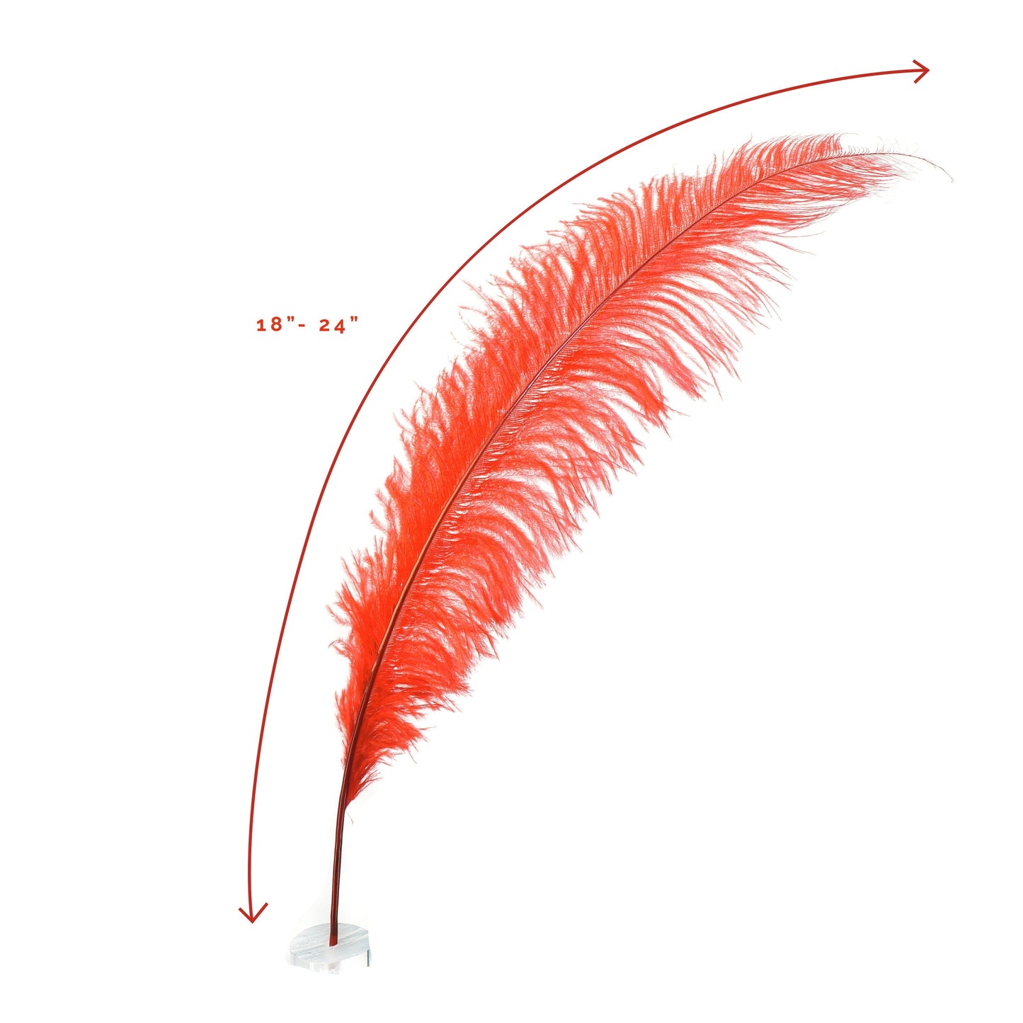 Large Ostrich Feathers - 18-24’’ Spads - Red - Ostrich Feathers