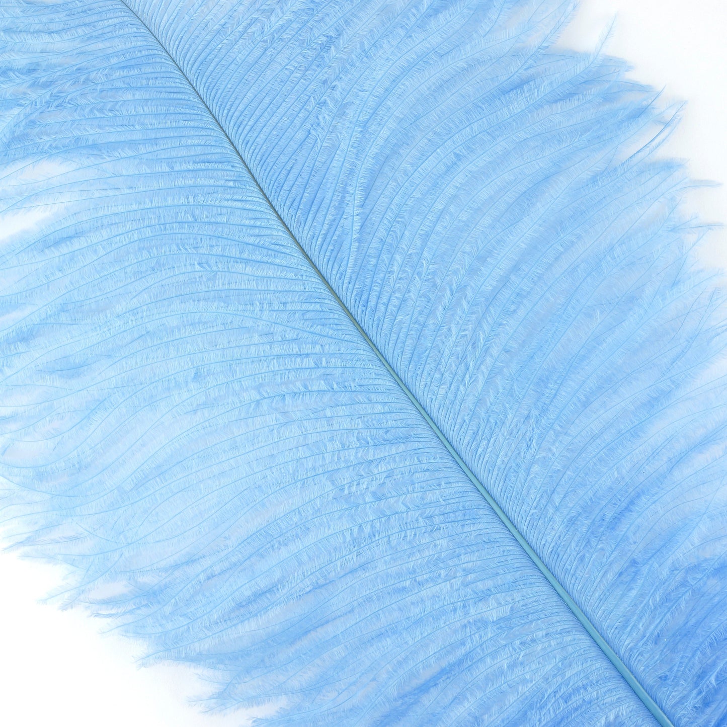 Large Ostrich Feathers - 18-24’’ Spads - Sky - 1 piece - Ostrich Feathers