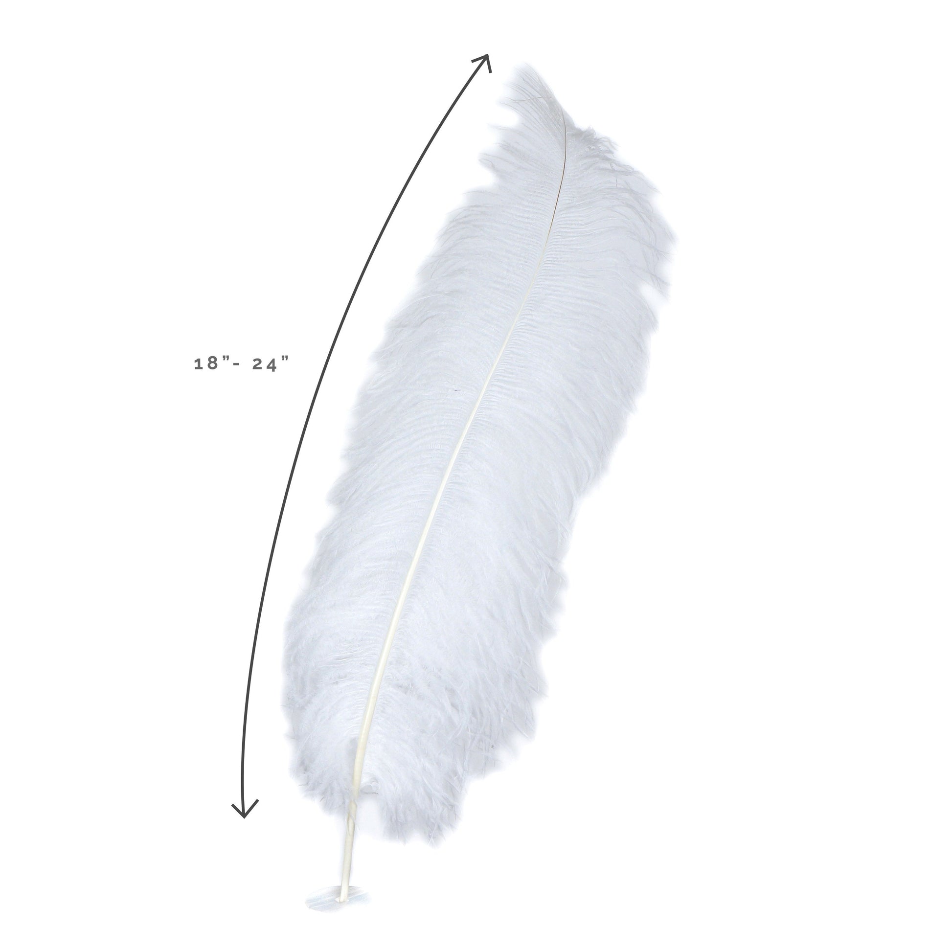 Large Ostrich Feathers - 18-24’’ Spads - White - Ostrich Feathers