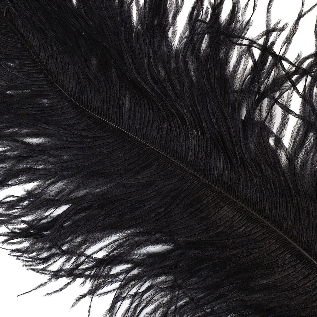 Large Ostrich Feathers - 20-25’’ Prime Femina Plumes - Black - 6 pieces - Ostrich Feathers