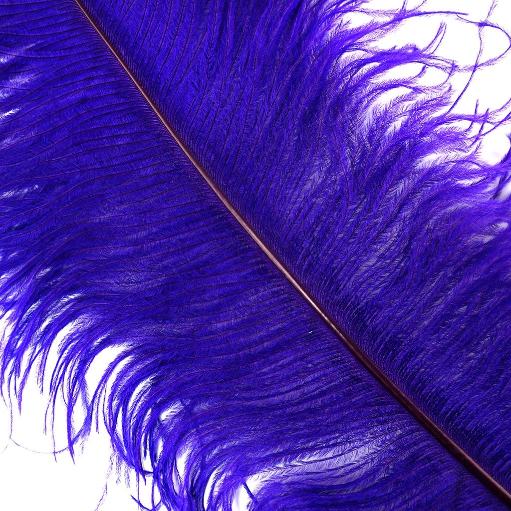 Large Ostrich Feathers - 20-25’’ Prime Femina Plumes - Regal - 6 pieces - Ostrich Feathers