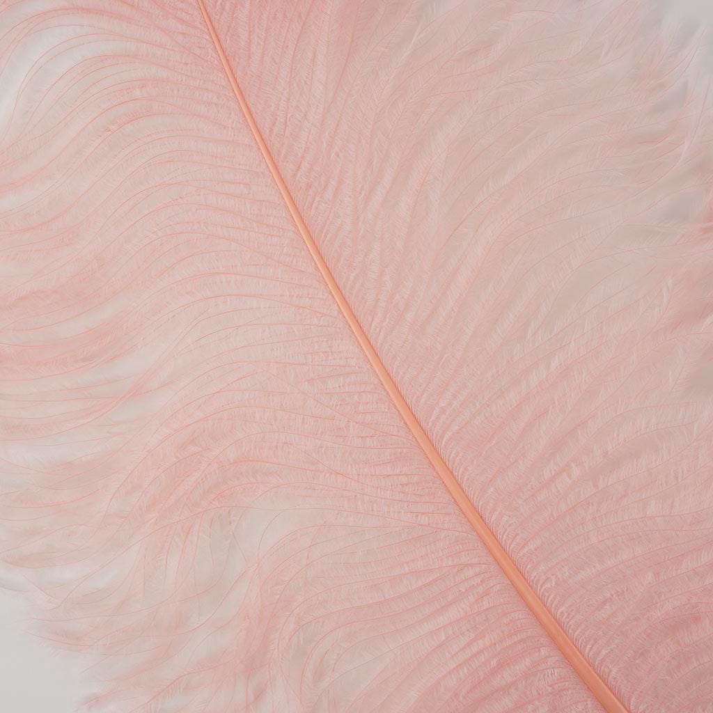 Large Ostrich Feathers - 24-30’’ Prime Femina Plumes - Champagne - Ostrich Feathers