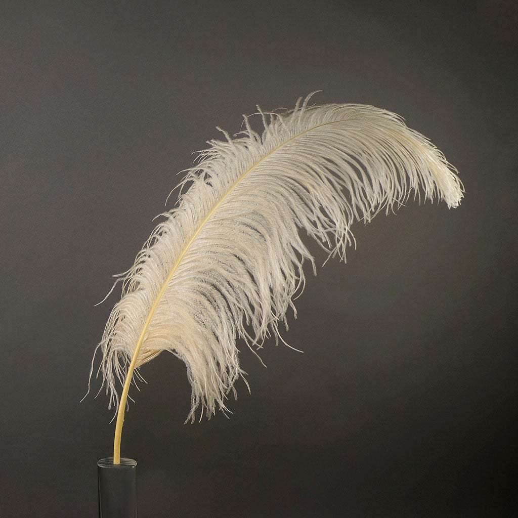 Large Ostrich Feathers - 24-30’’ Prime Femina Plumes - Ivory - 1 piece - Ostrich Feathers