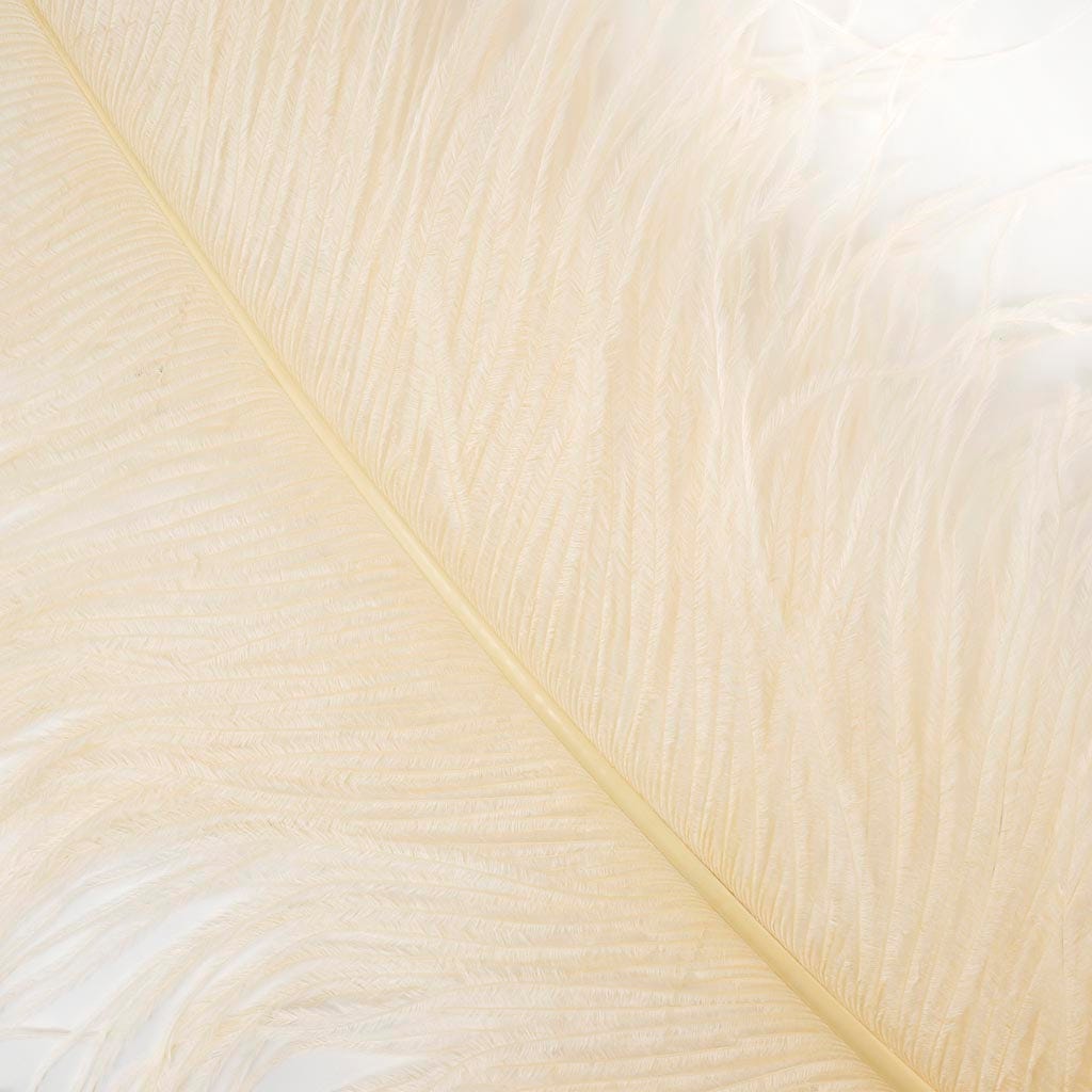 Large Ostrich Feathers - 24-30’’ Prime Femina Plumes - Ivory - Ostrich Feathers