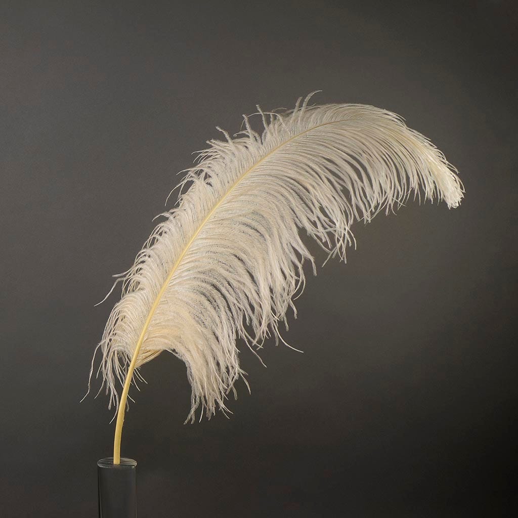 Large Ostrich Feathers - 24-30’’ Prime Femina Plumes - Ivory - Ostrich Feathers