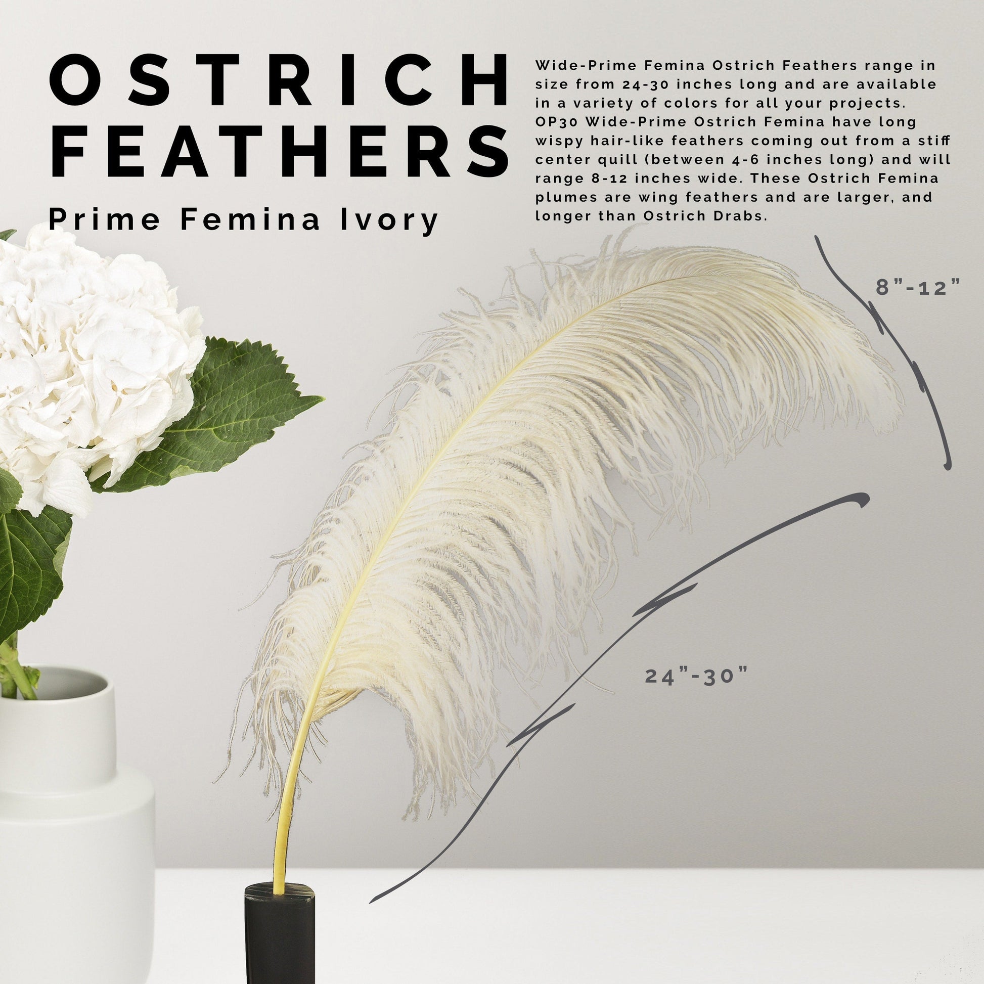 Large Ostrich Feathers - 24-30’’ Prime Femina Plumes - Ivory - Ostrich Feathers