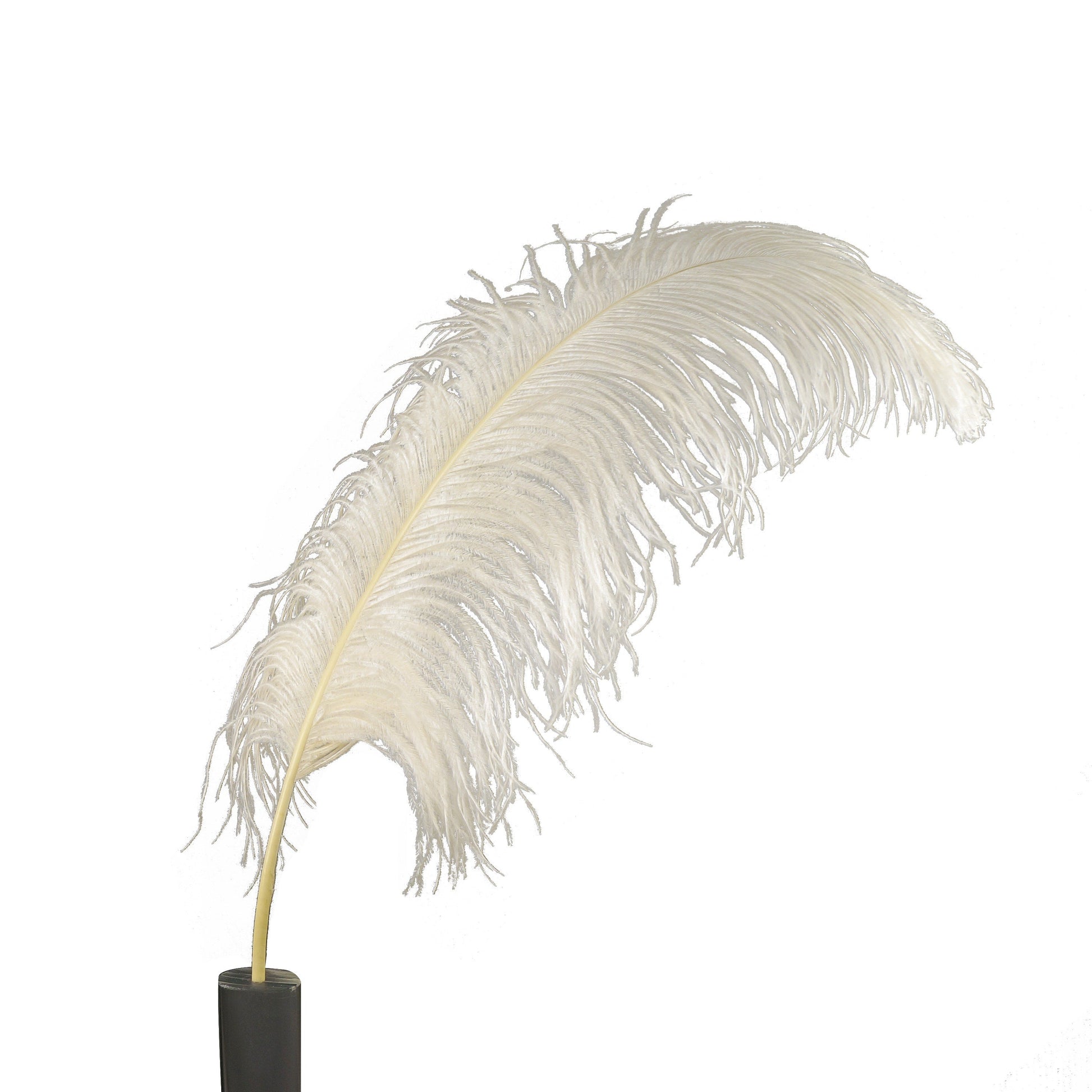 Large Ostrich Feathers - 24-30’’ Prime Femina Plumes - Ivory - Ostrich Feathers