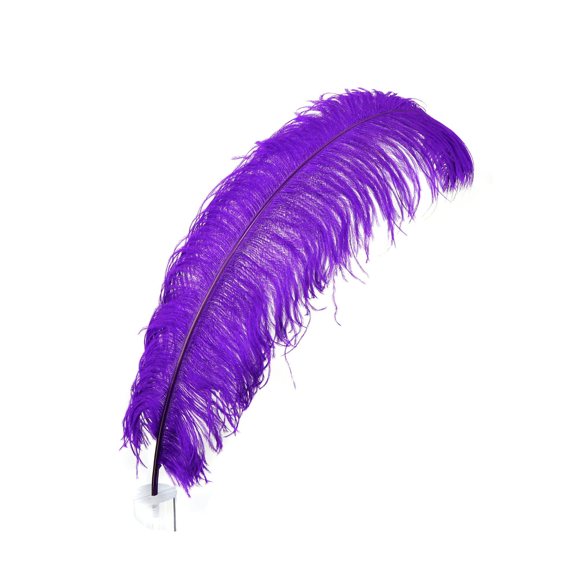 Large Ostrich Feathers - 24-30’’ Prime Femina Plumes - Regal - Ostrich Feathers