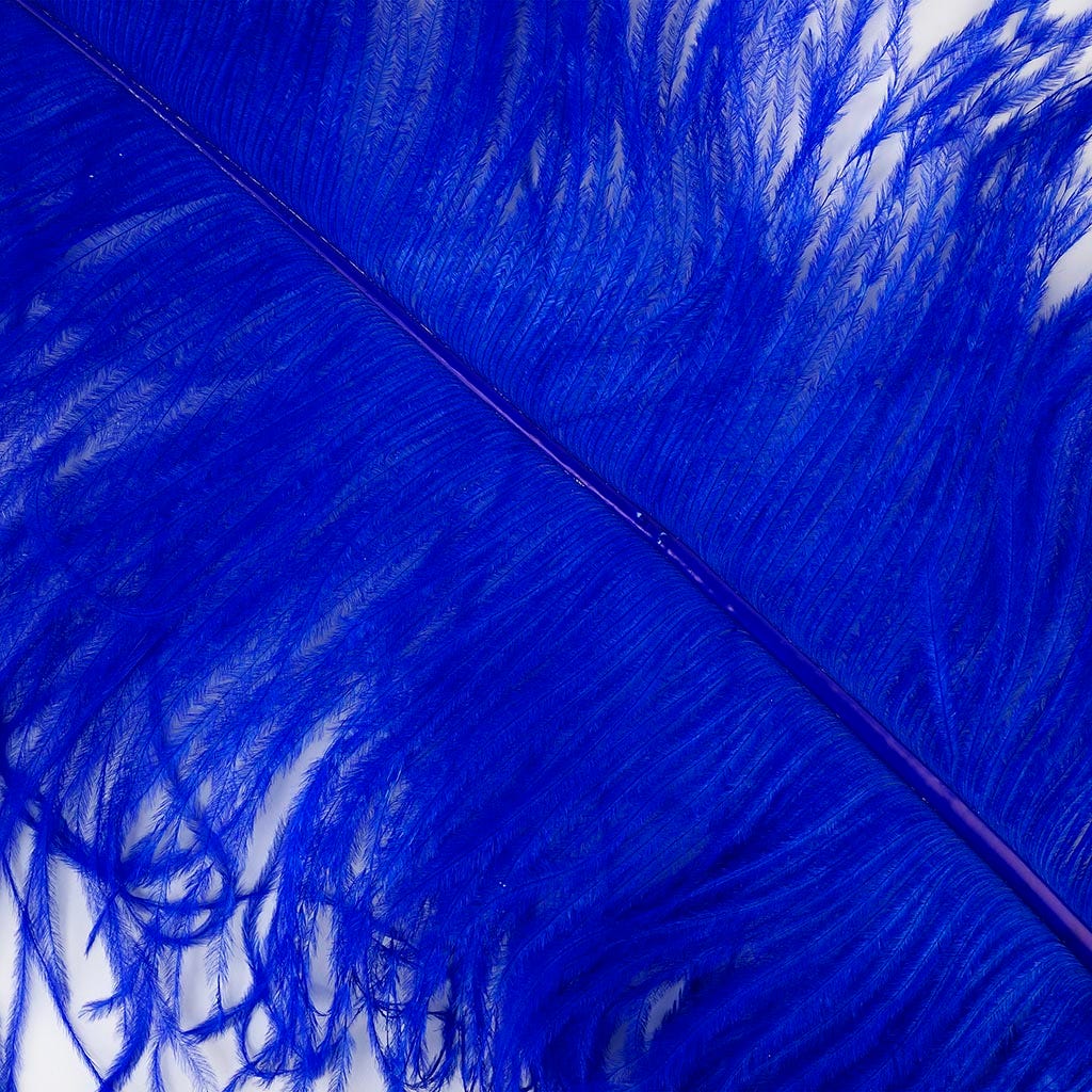 Large Ostrich Feathers - 24-30’’ Prime Femina Plumes - Royal - Ostrich Feathers