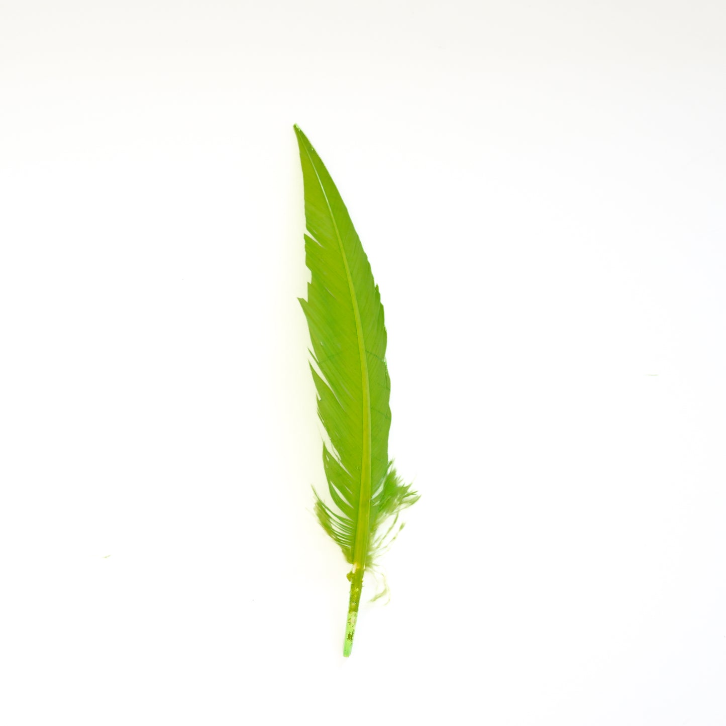 Lime Green Dagger Turkey Quill Feathers 9-12"