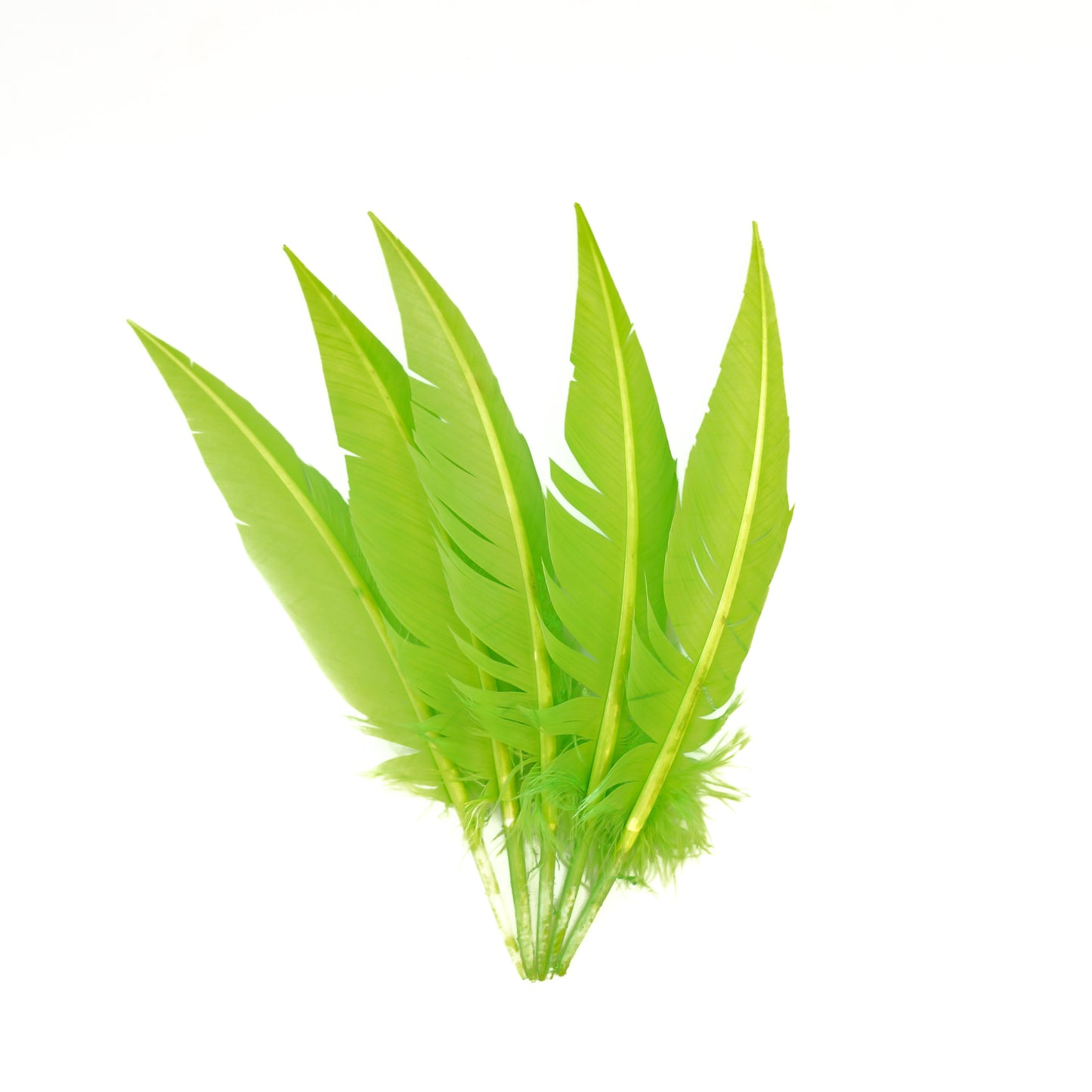 Lime Green Dagger Turkey Quill Feathers 9-12"