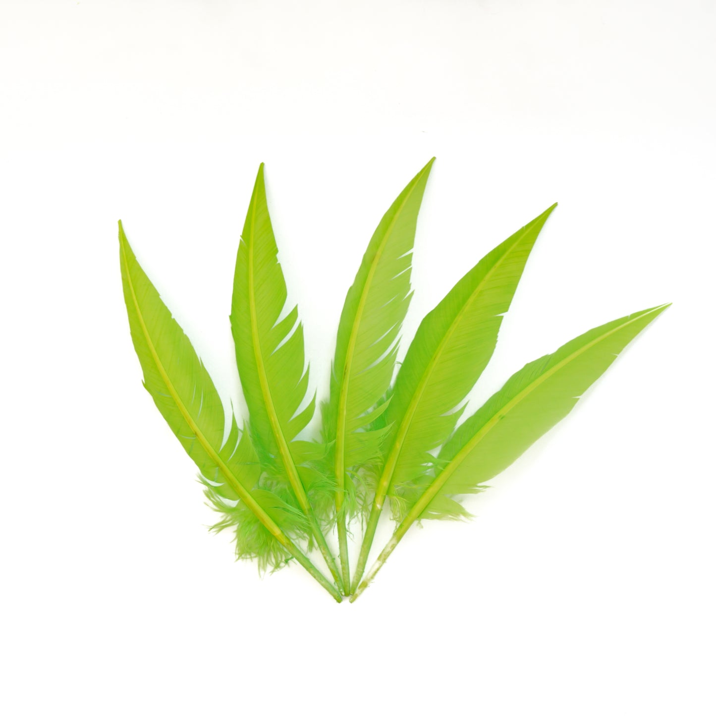 Lime Green Dagger Turkey Quill Feathers 9-12"