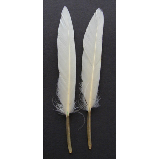 Loose Duck Cosse Dyed Feathers 3-4’’ - White - Feathers