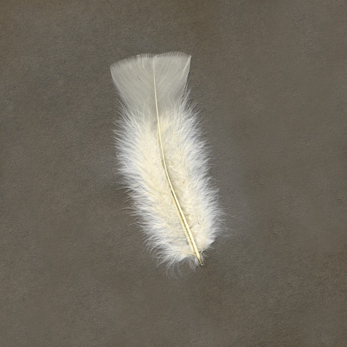 Loose Turkey Flats Dyed Feathers-Eggshell - Feathers