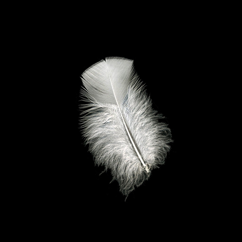 Loose Turkey Plumage Feathers - 0.5 oz - White - Feathers