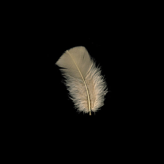 Loose Turkey Plumage Feathers - 1/4 lb - Beige - Feathers