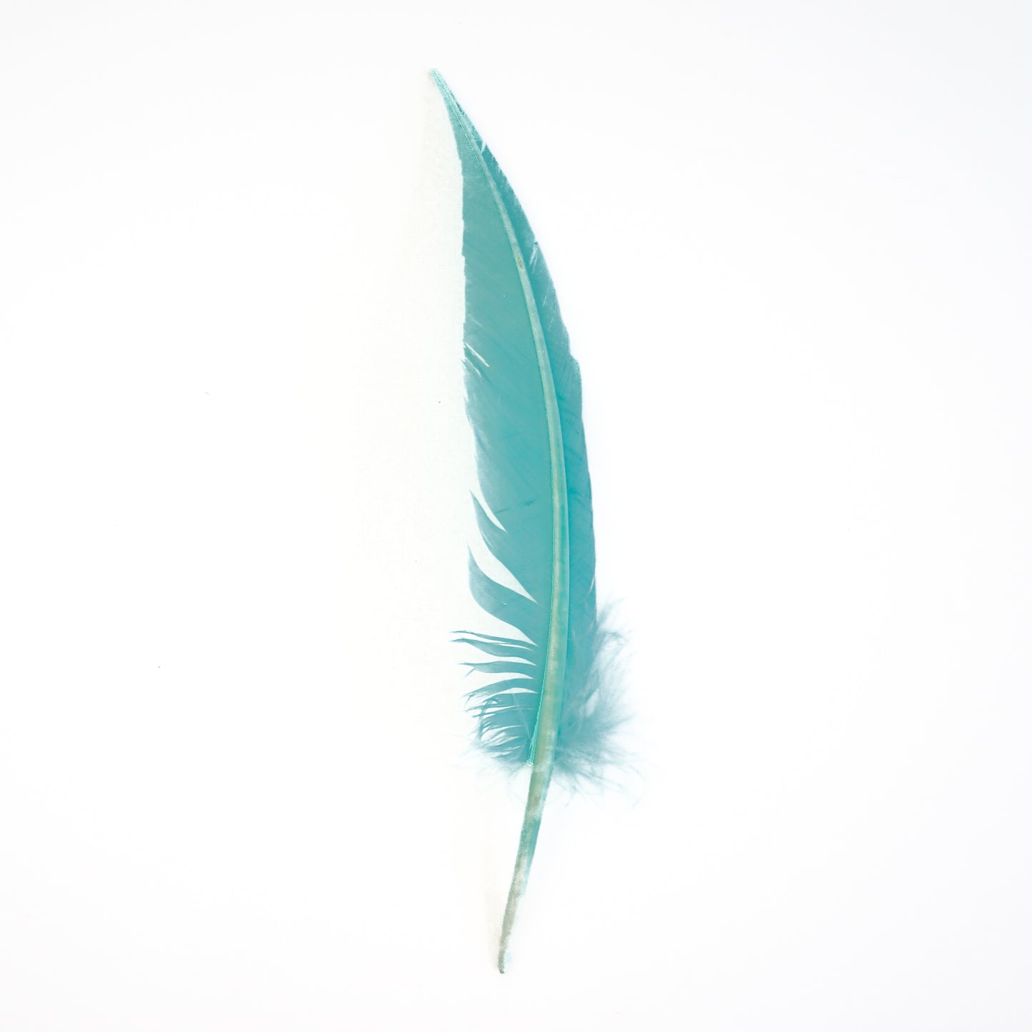 Mint Green Dagger Turkey Quill Feathers 9-12"