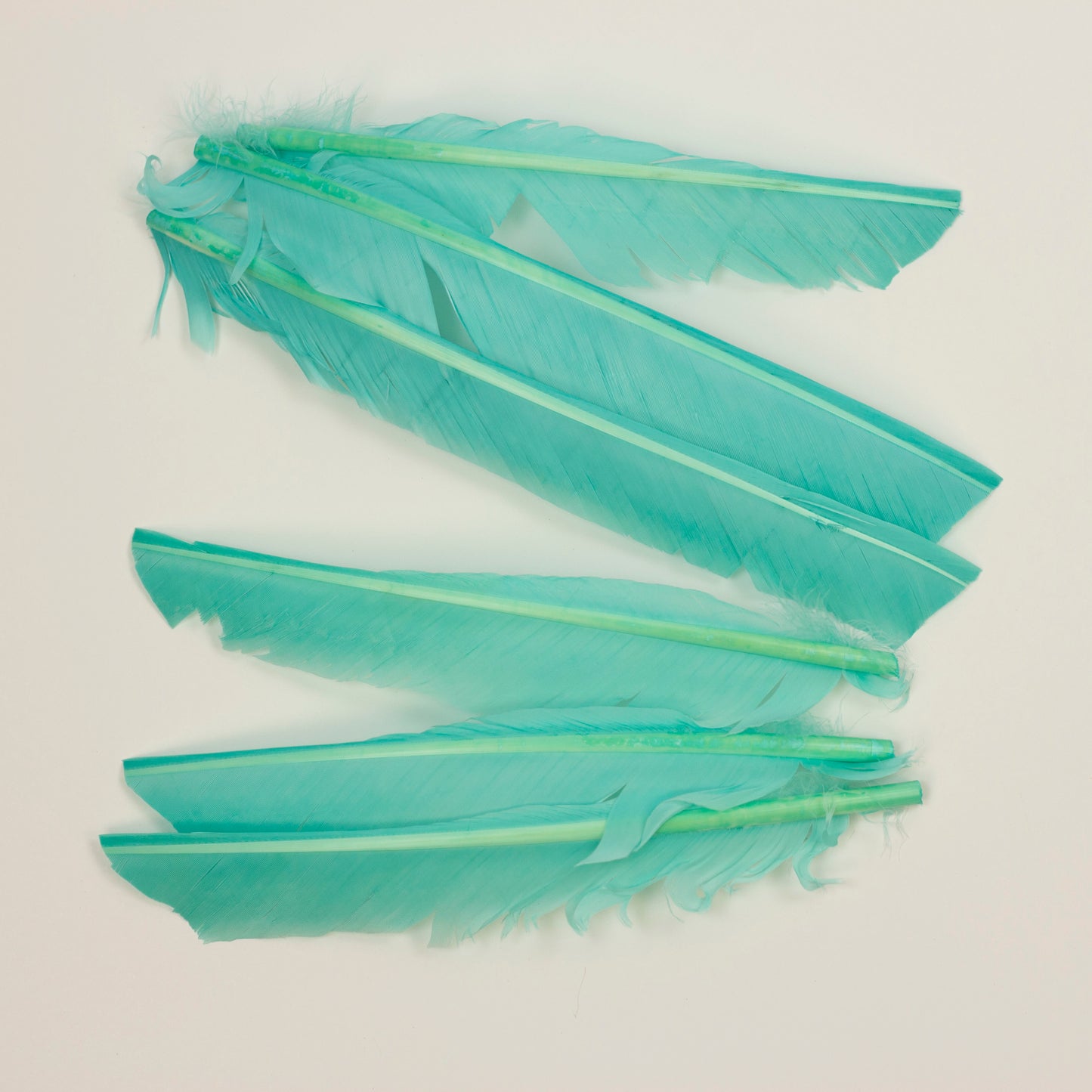 Mint Cut Turkey Pointer Feathers 8-12"