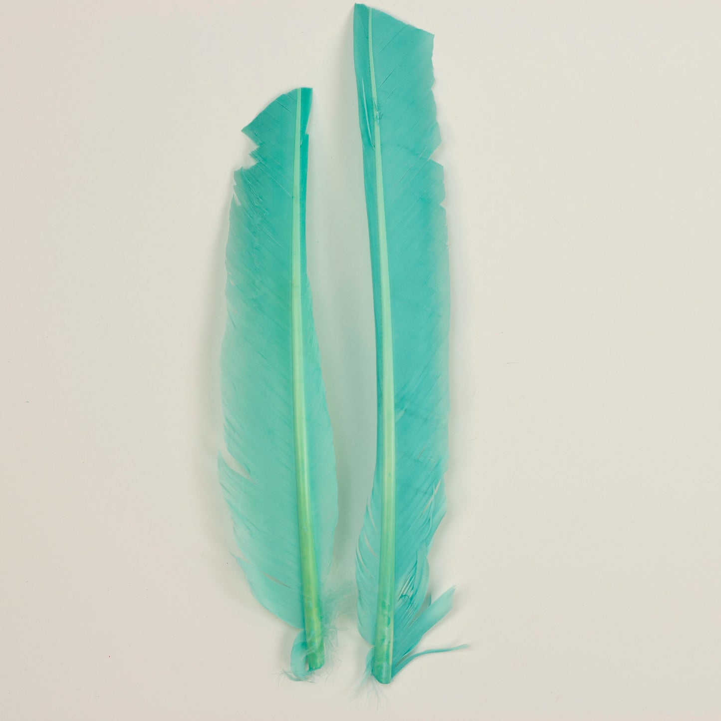 Mint Cut Turkey Pointer Feathers 8-12"