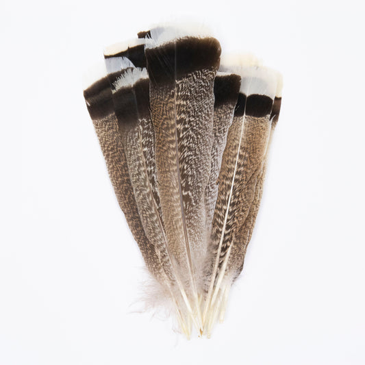 Natural Bronze Turkey Tails - Natural - Feathers