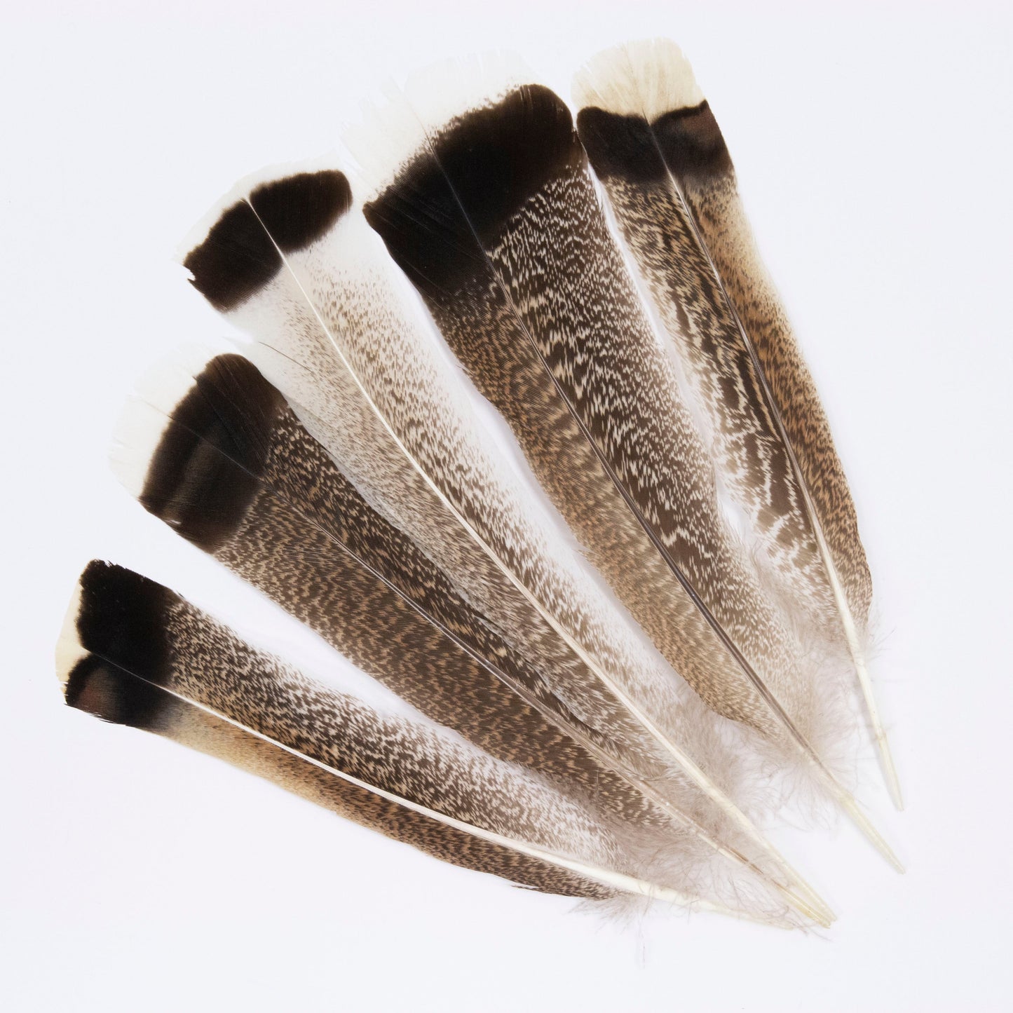 Natural Bronze Turkey Tails - Natural - Feathers