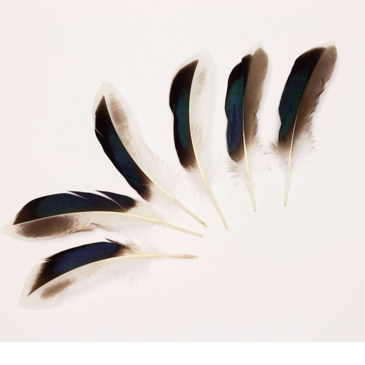 Natural Duck Feathers 3-5" - 100 pcs