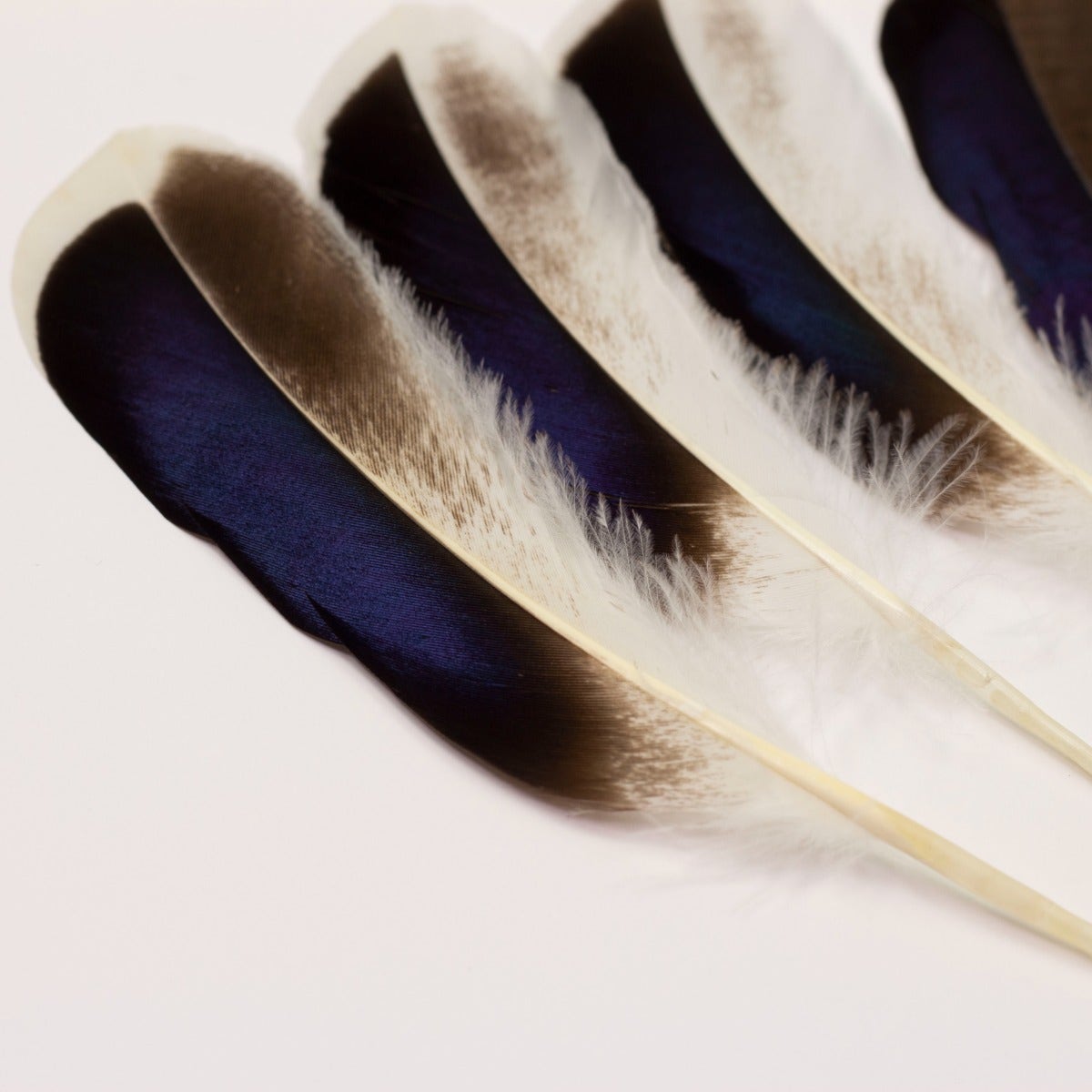 Natural Duck Feathers 3-5" - 100 pcs