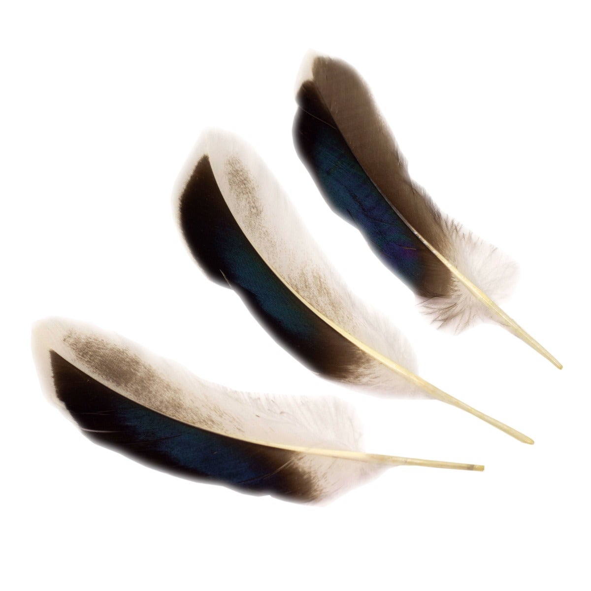 Natural Duck Feathers 3-5" - 10 pcs