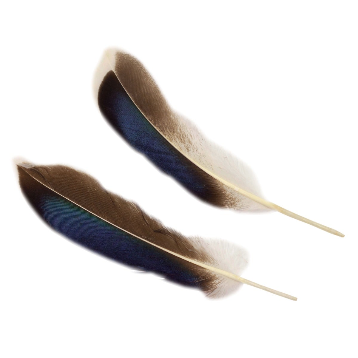 Natural Duck Feathers 3-5" - 10 pcs