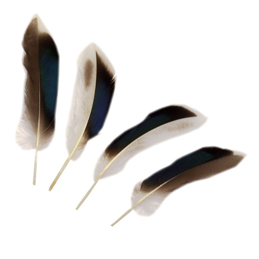 Natural Duck Feathers 3-5’’ - 10 pcs - Feathers