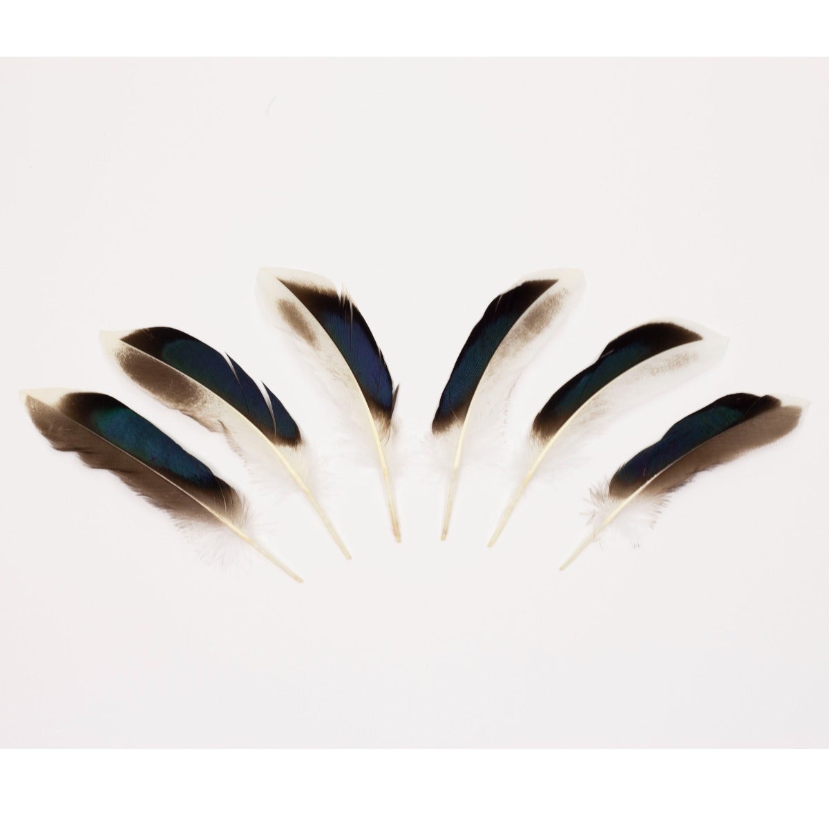 Natural Duck Feathers 3-5’’ - 100 pcs - Feathers