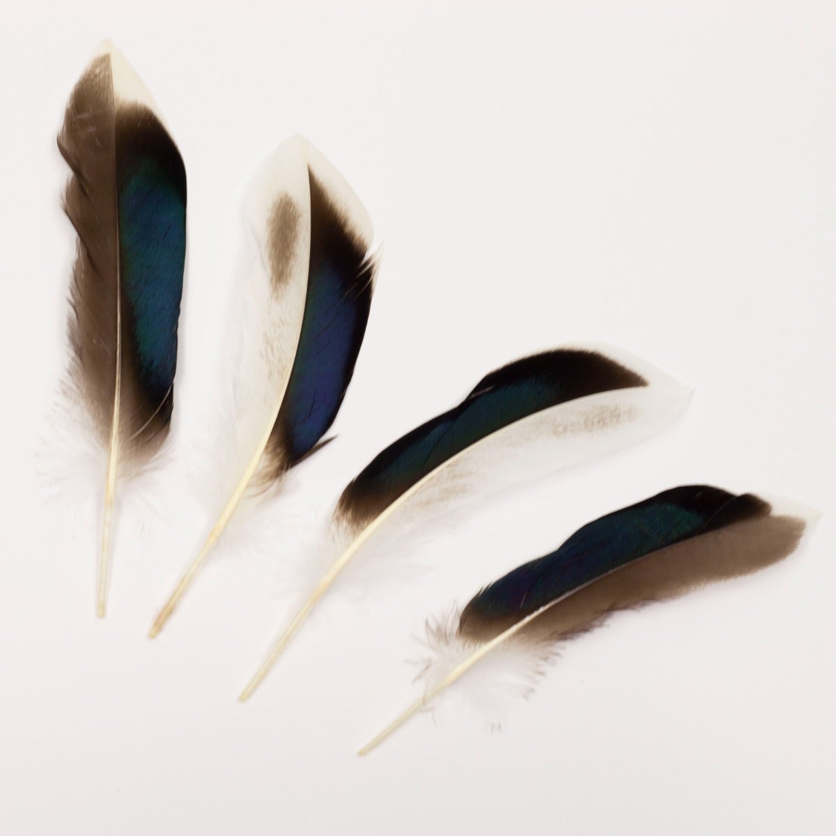 Natural Duck Feathers 3-5’’ - 100 pcs - Feathers