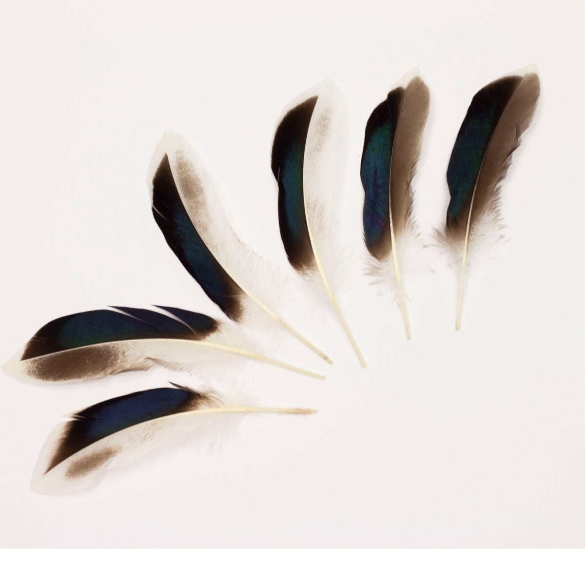 Natural Duck Feathers 3-5’’ - 100 pcs - Feathers