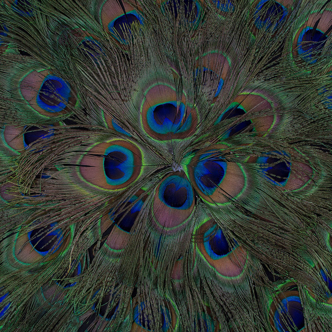 Peacock Eye Feather Placemat