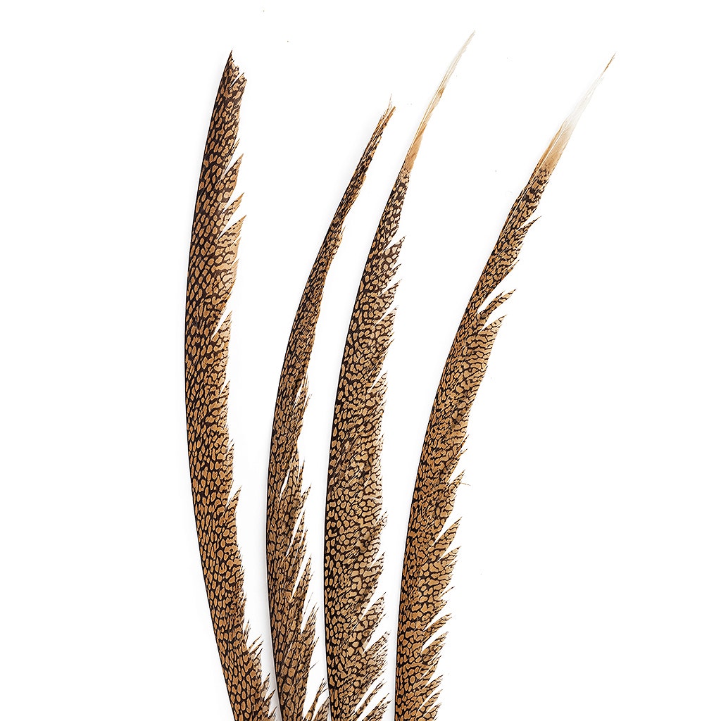 Natural Golden Pheasant Tail Center Feathers 20 inches & up 100 pieces 1st Quality Feathers - Feathers