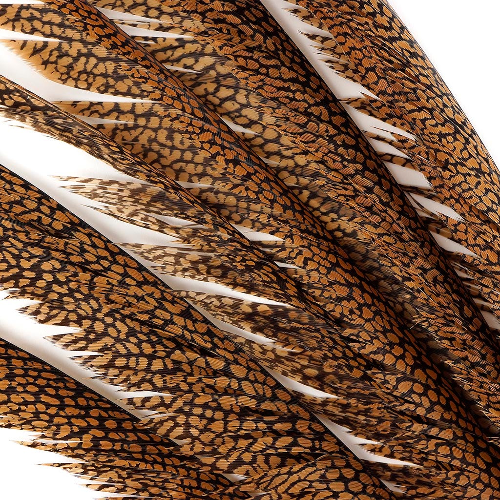 Natural Golden Pheasant Tail Center Feathers 20 inches & up 100 pieces 1st Quality Feathers - Feathers