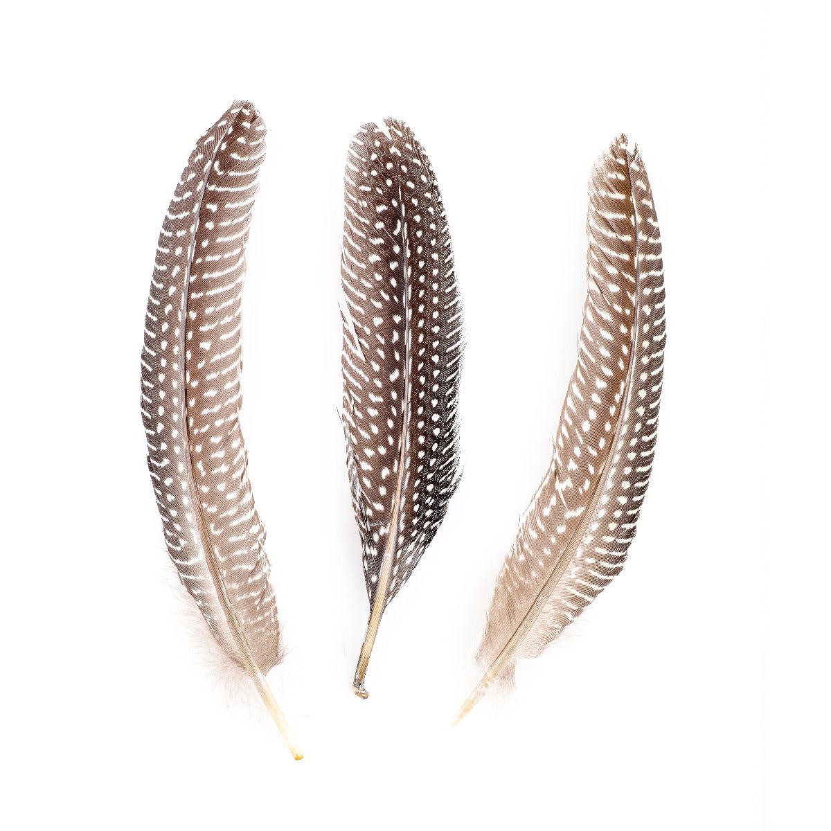 NATURAL GUINEA HEN ROUNDS 6-8’’ - 12 PC - Feathers